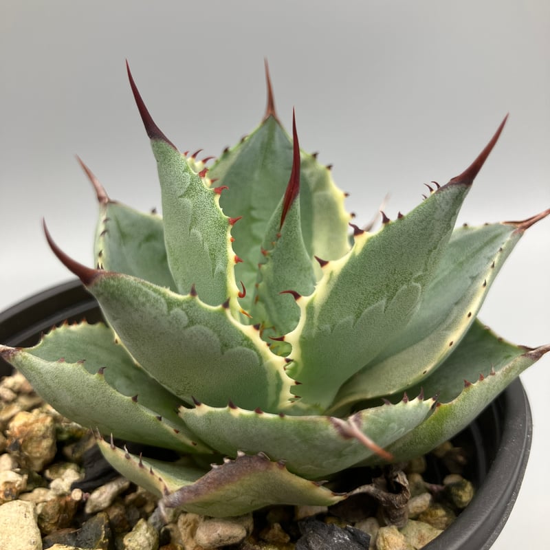 アガベ 雷神 大株 2293：アガベ 雷神錦 20【U-A 1109】 HPN② | Home&Plants