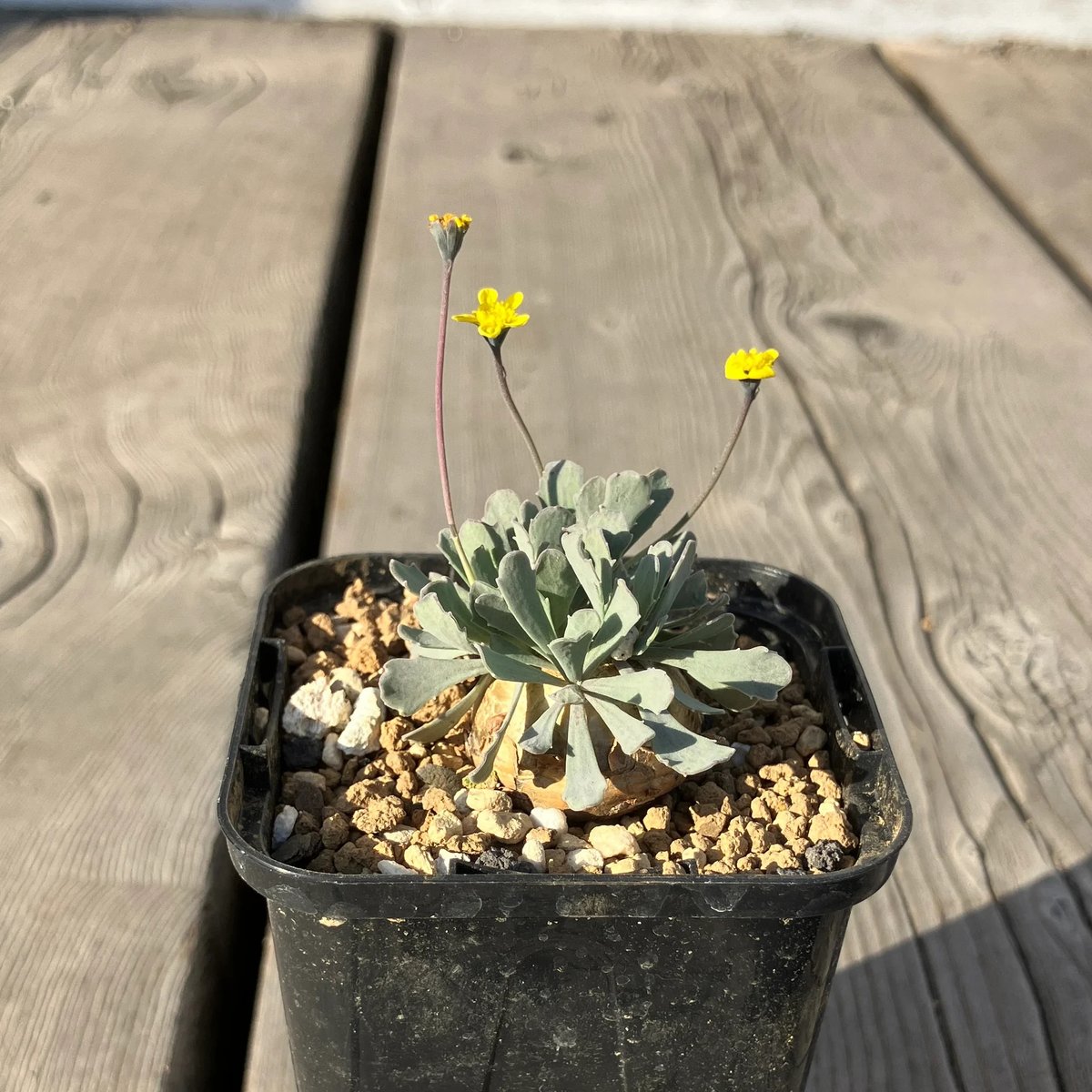 1563：オトンナ カカリオイデス HPN② | Home&Plants