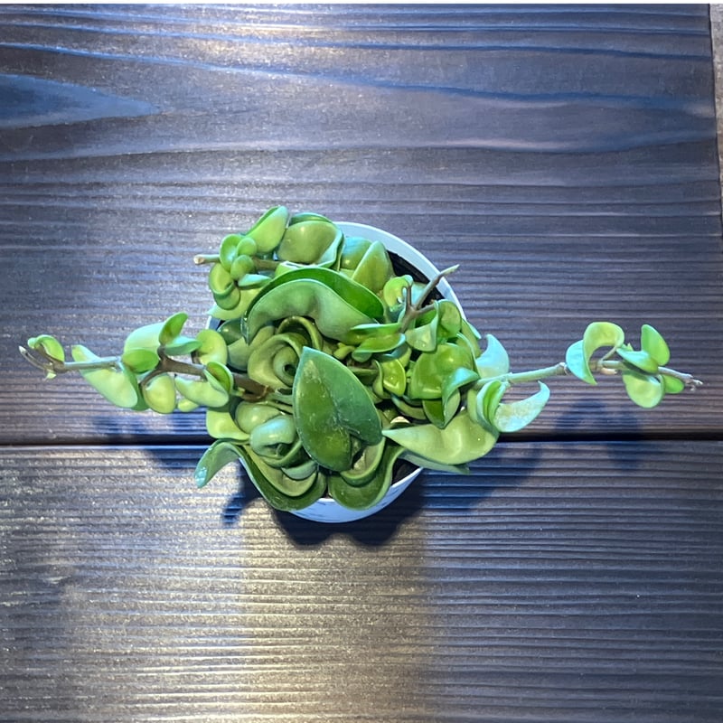 ホヤ カルノーサ コンパクタ 3.5号 | Home&Plants