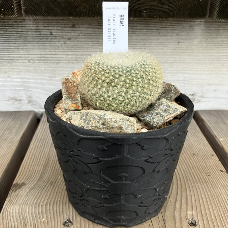 絵画　サボテン 楽天市場】サボテン（版画｜絵画）：アート・美術品・骨董品