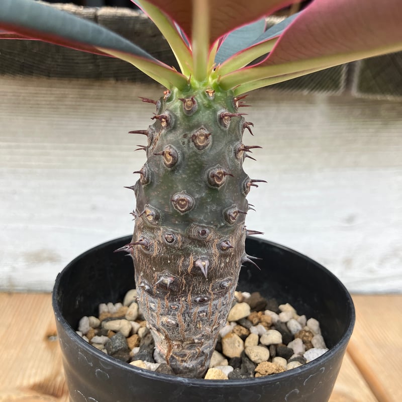 ユーフォルビア パキポディオイデス 2.5号 HPN① | Home&Plants