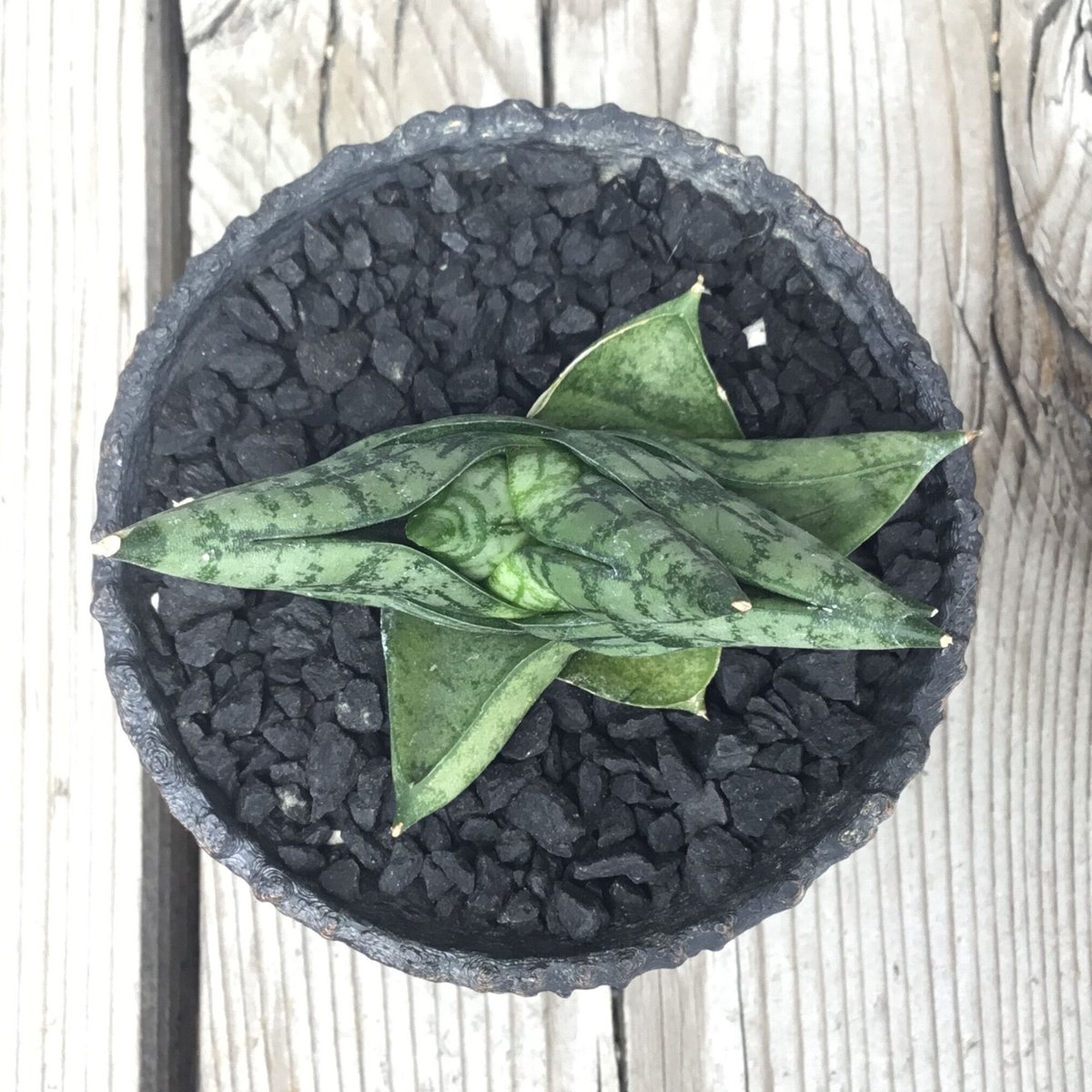 サンセベリア ボンセレンシス スーパードワーフ 岩鉢 | Home&Plants