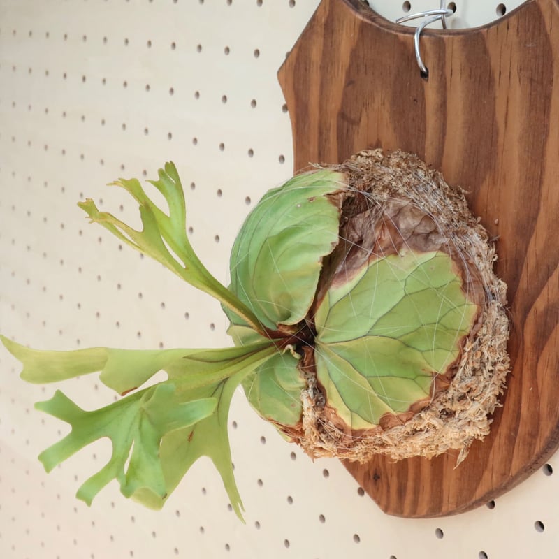 ridleyi リドレイ板付　NO.316 657c568478c6df2b1486a2d9b2f975