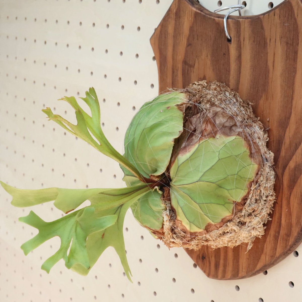 ridleyi リドレイ板付 NO.316 コウモリラン リドレイ 板付HPN①