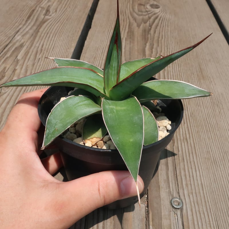 アガベ　インプレッサ PW公式オンラインストア / 【通常商品】アガベ インプレッサ インプ