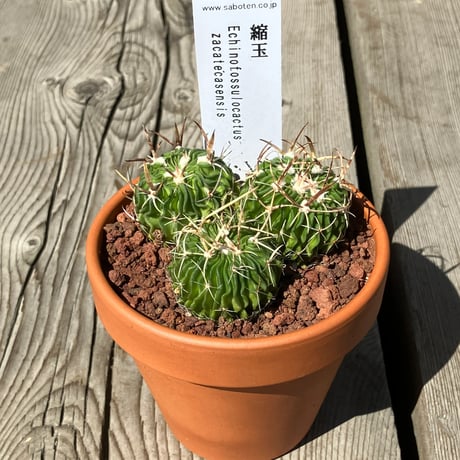 CATEGORY サボテン | Home&Plants