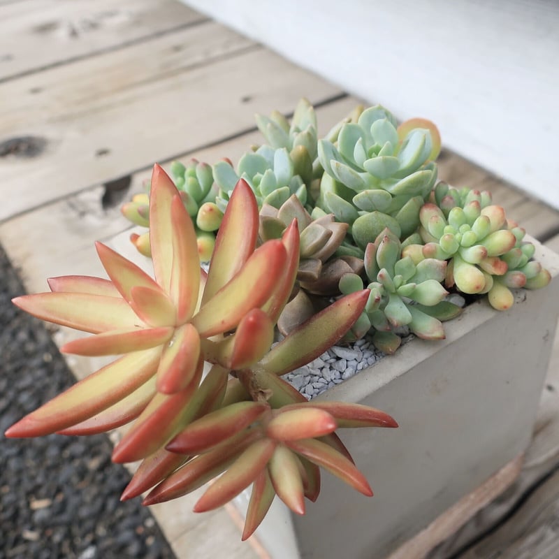 多肉寄せ植え② THE GARDEN | Home&Plants
