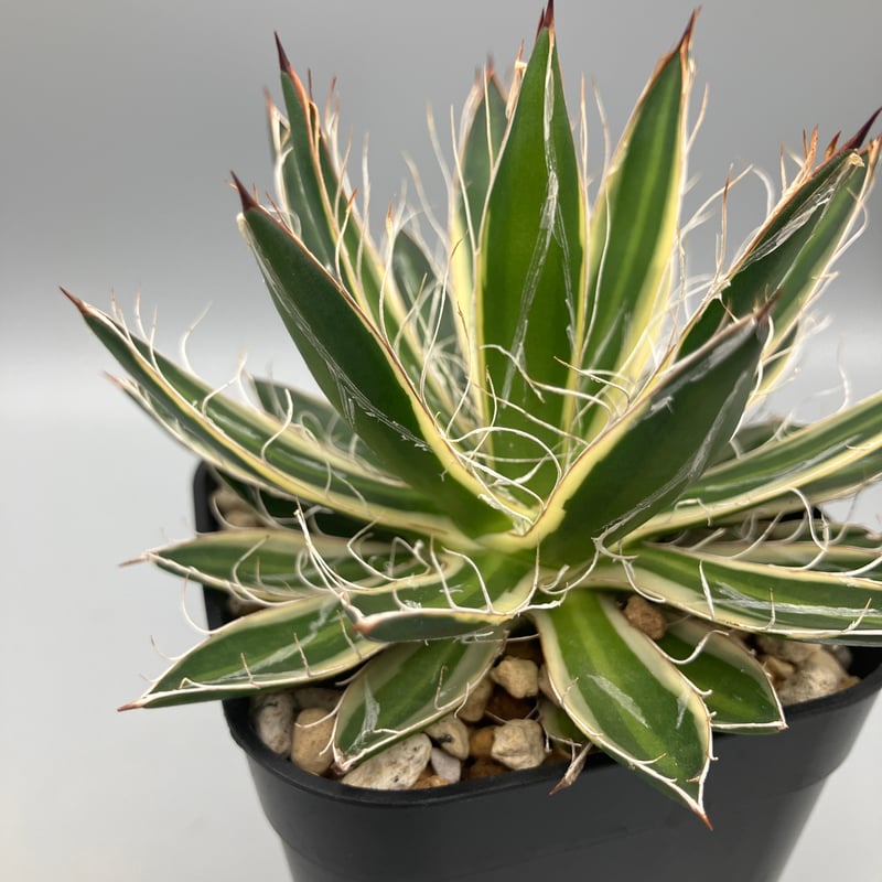 アガベ 姫乱雪錦【U-A】 | Home&Plants