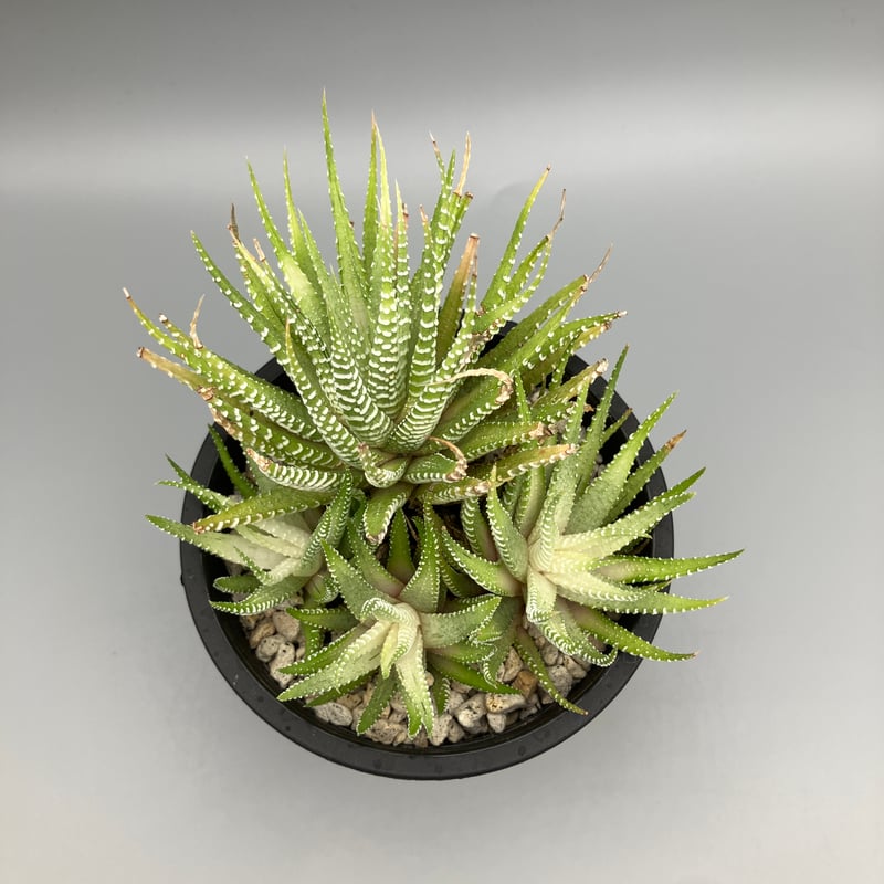 ハオルチア 白蝶 | Home&Plants