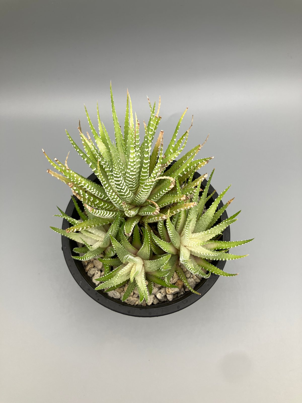 ハオルチア 白蝶 | Home&Plants