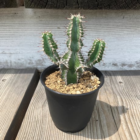 CATEGORY ユーフォルビア | Home&Plants