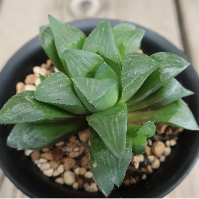 38d ハオルチア 多肉植物 龍脈寿 自家繁殖 38d ハオルチア 多肉植物