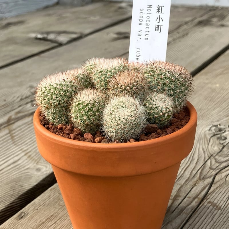サボテン群生 紅小町(素焼鉢) 3号 | Home&Plants サボテン群生 紅小町(素焼鉢) 3号 | Home&Plants