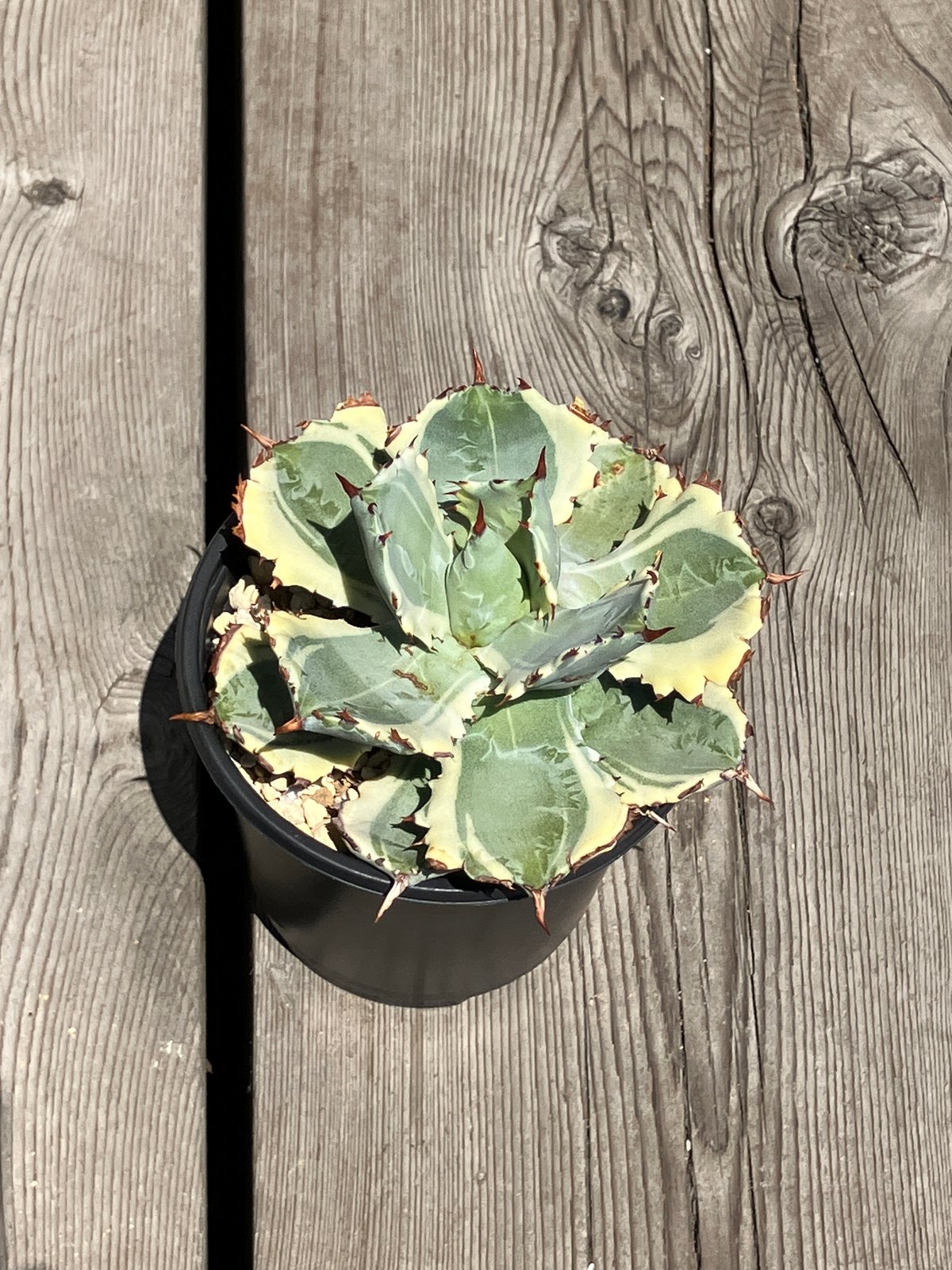 1210：アガベ 王妃兜蟹錦【U-A】HPN① | Home&Plants