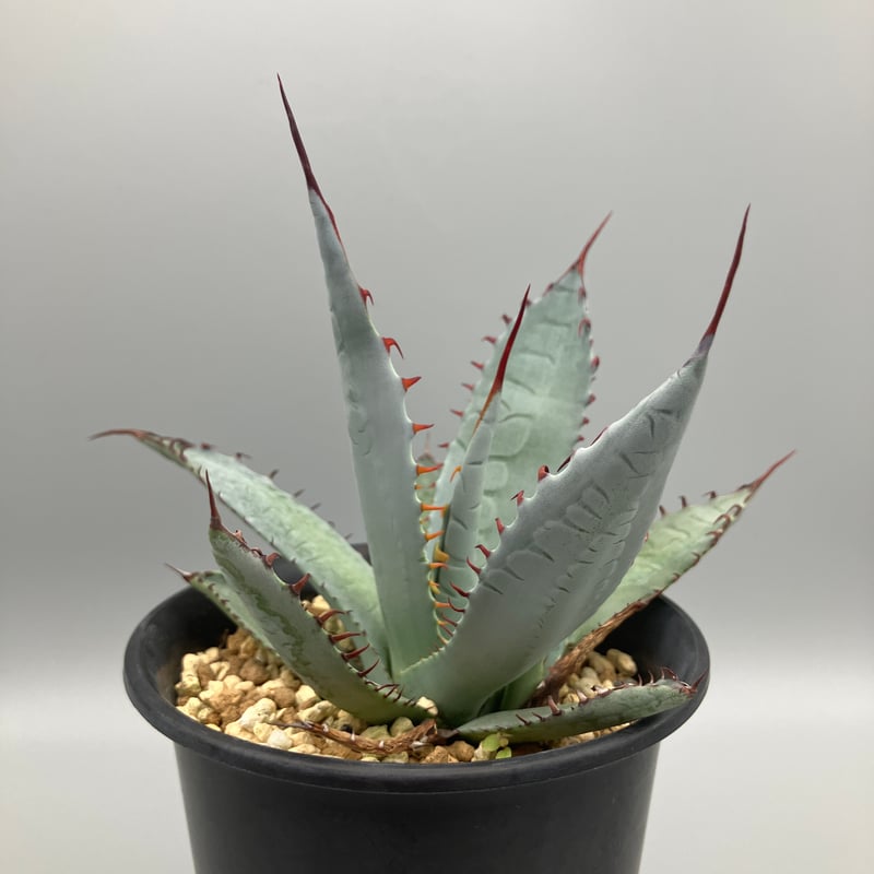 アガベ 屈原の舞扇【U-A】 | Home&Plants