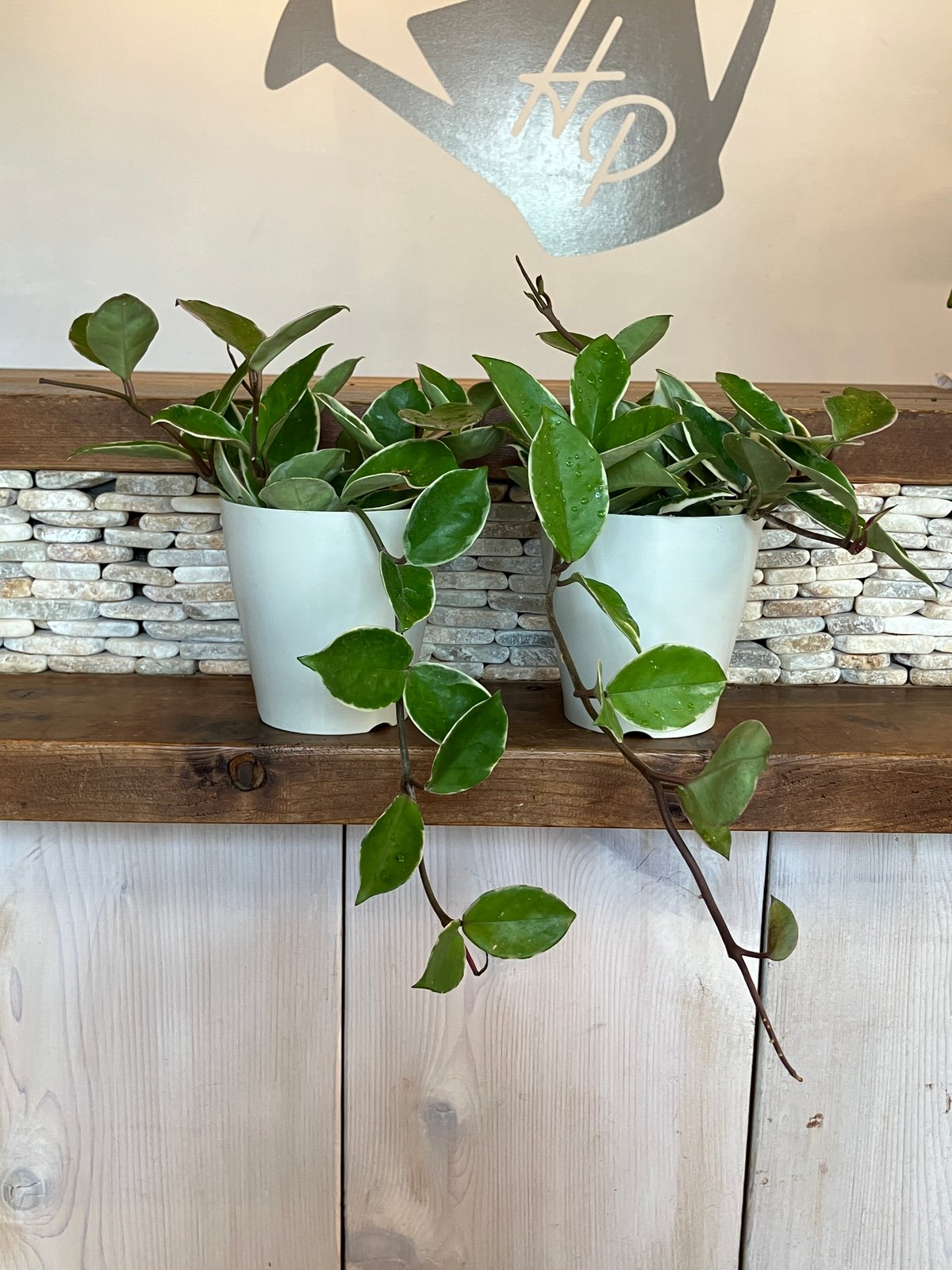 ホヤ カルノーサ バリエガータ 4号 | Home&Plants