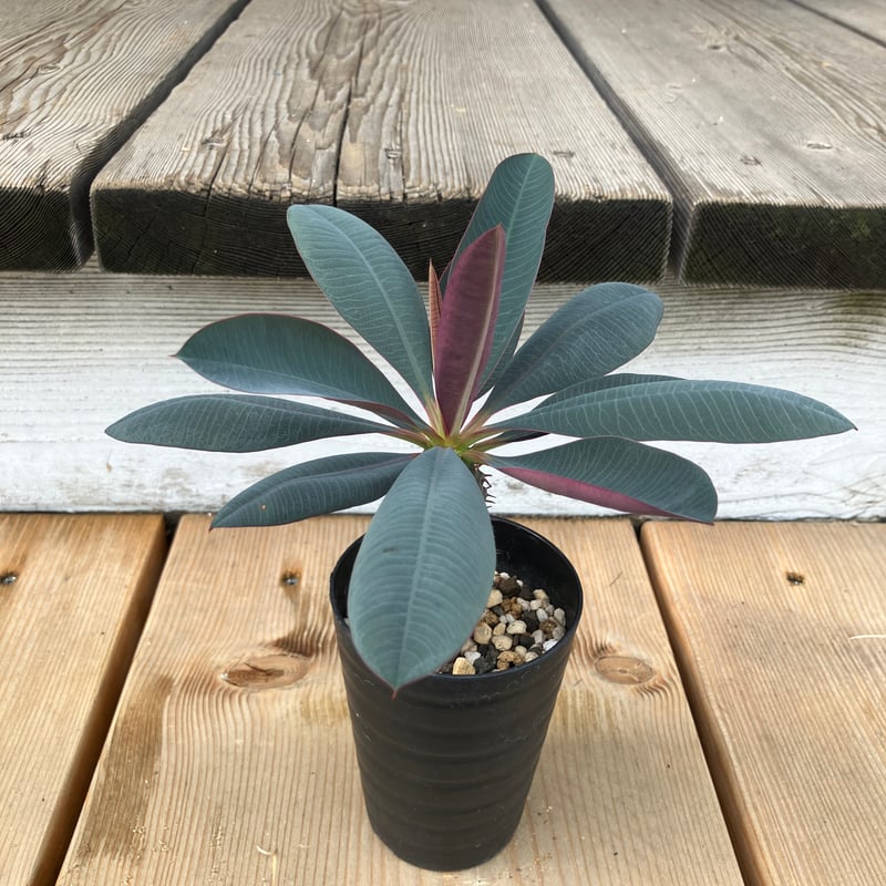ユーフォルビア パキポディオイデス 2.5号 HPN① | Home&Plants