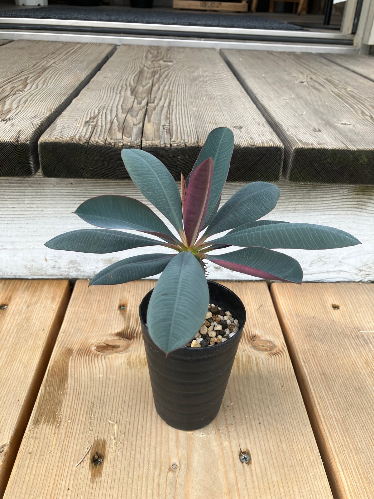 ユーフォルビア パキポディオイデス 2.5号 HPN① | Home&Plants