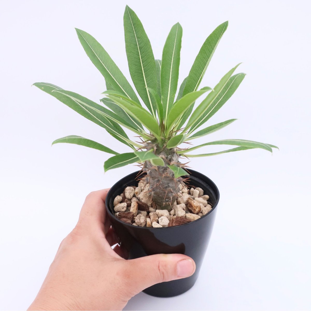 パキポディウム ラモスム 3.5号 ① | Home&Plants