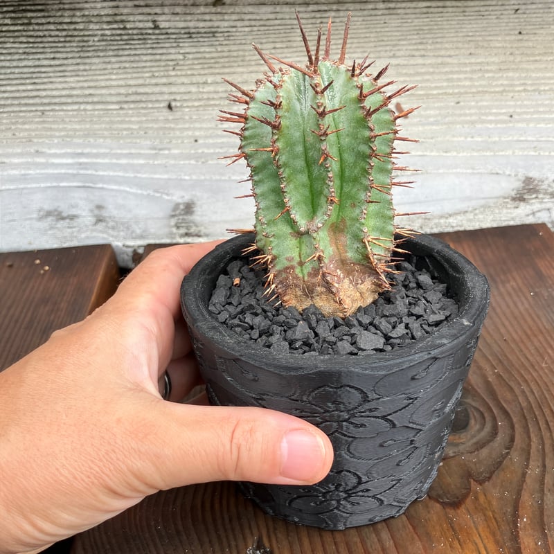 ユーフォルビア　バリダ　n/oh 陶器鉢 多肉植物：ユーフォルビア バリダ 陶器鉢 *和 サボテン : 遊恵