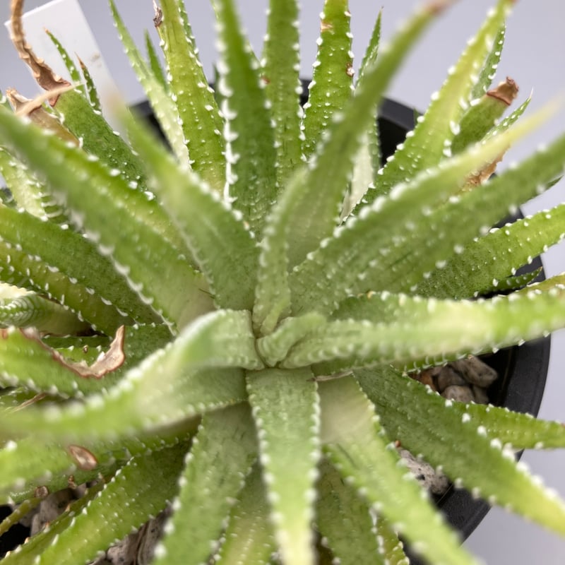 ハオルチア 白蝶 | Home&Plants