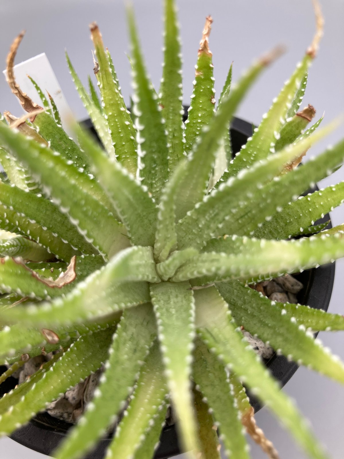 ハオルチア 白蝶 | Home&Plants