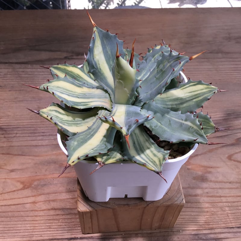 Amazon｜多肉植物：アガベ 楊貴妃*幅10cm【現品をお届け】一品