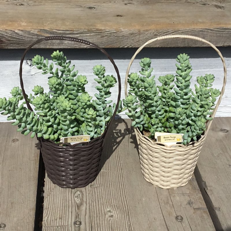 多肉 ビアホップ バスケット入り 3.5号 | Home&Plants