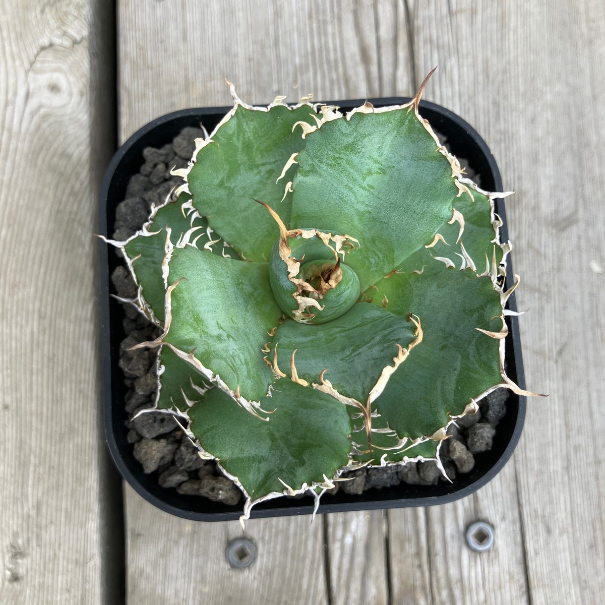 アガベ　フィリグリー ふいりぐりー🤤 #agave #agavetitanota #アガベ #チタノタ #チタ