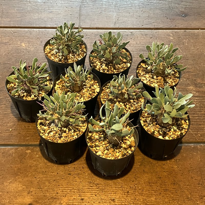 2351：オトンナ ユーフォルビオイデス '22年式【MB】 | Home&Plants