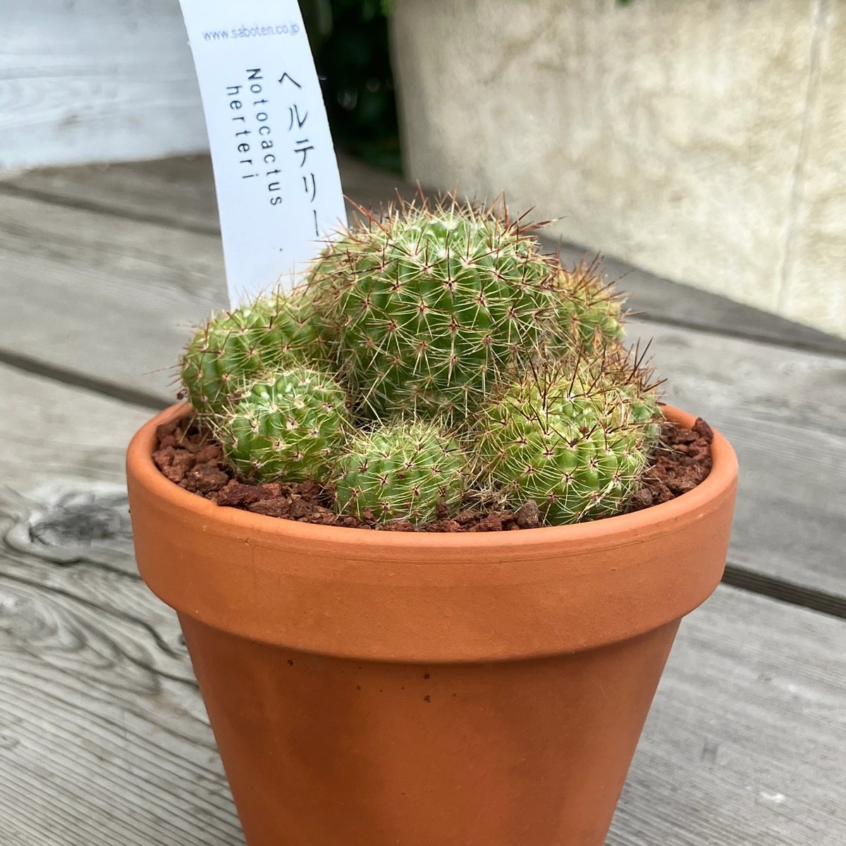 2107：サボテン群生 ヘルテリー(素焼鉢) 3号 | Home&Plants