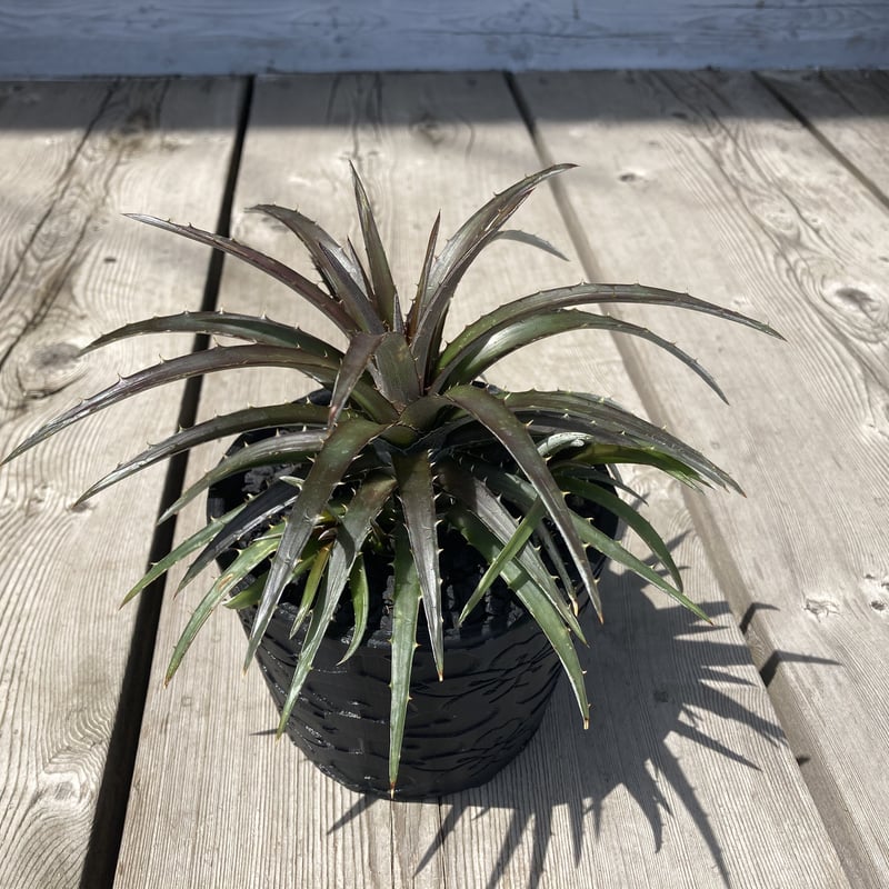 BOTANIZE × 然ZEN 鉢 植木鉢 ボタナイズ　ディッキア dyckia ディッキアの育て方：鉢編（その1） | Dyckia Maniax