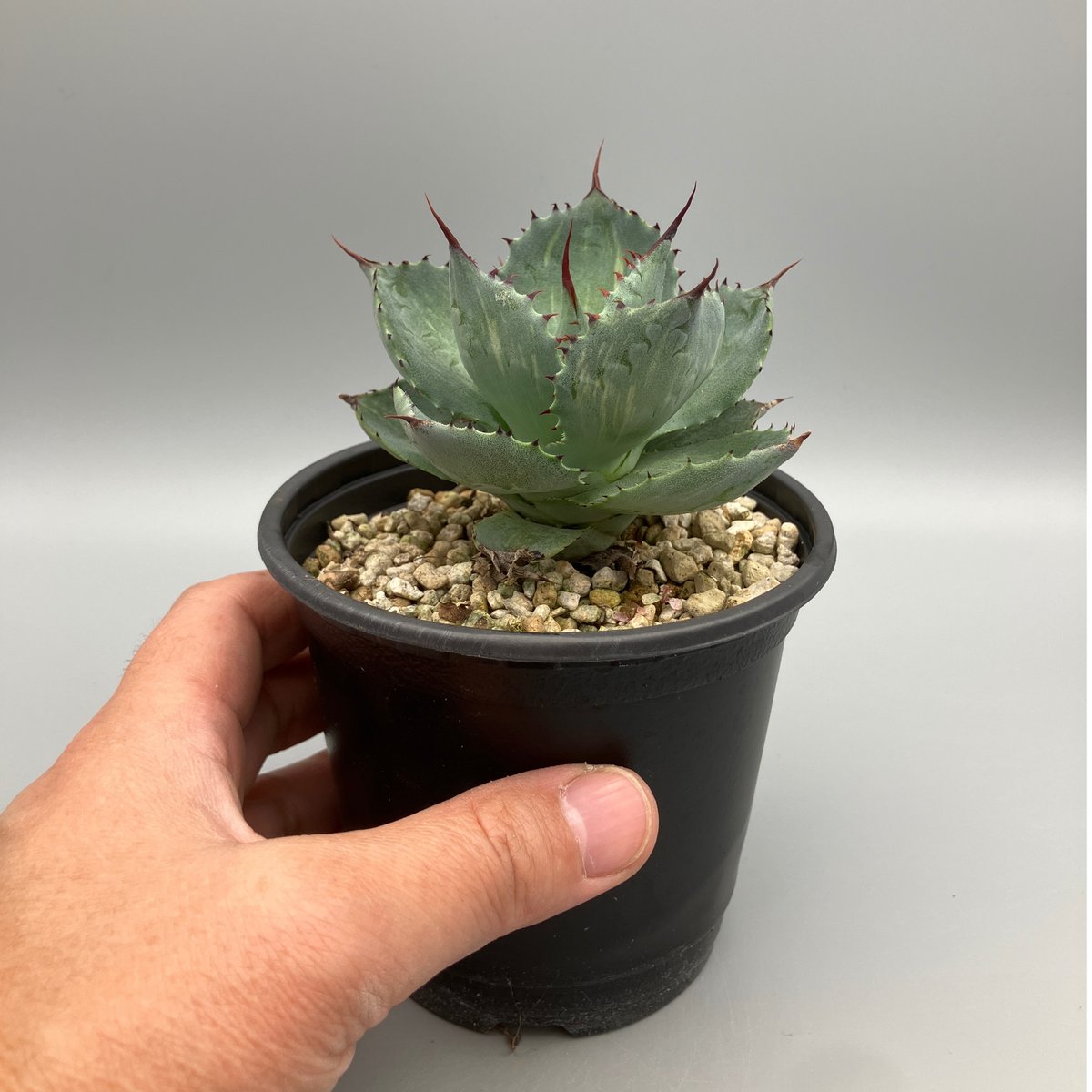 jaga be　アガベ CATEGORY agave｜アガベ | Plus_Plants STORE