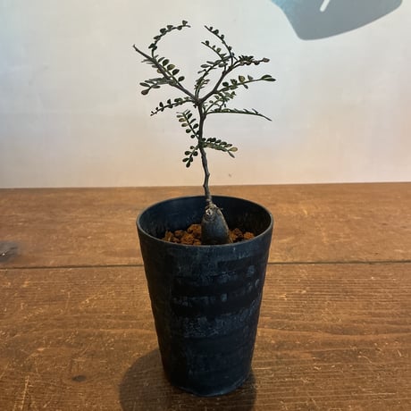 お盆休み特価！ 超希少 オペルクリカリア ムルチジュガ パワータンク パキプス お盆休み特価！ 超希少 オペルクリカリア ムルチジュガ パワー