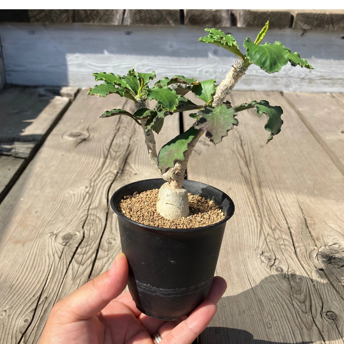 ユーフォルビア　アンボボンベンシス ユーフォルビア・アンボボンベンシスの育て方‐おーきっどblog