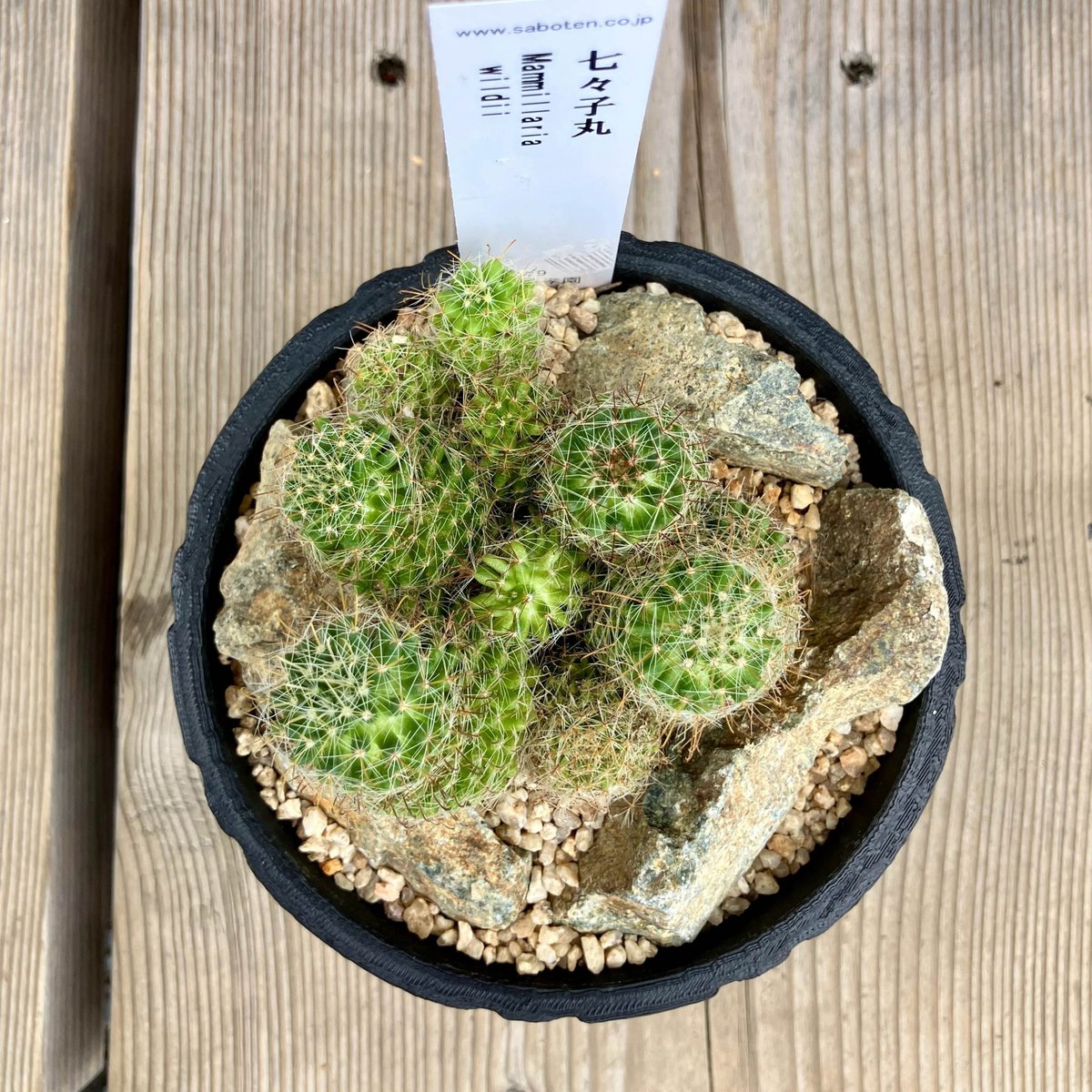 サボテン群生 3D鉢 Habitat Style | Home&Plants