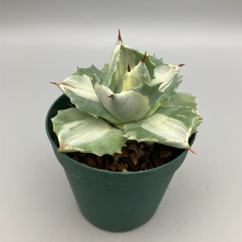 553：アガベ ポタトラム バリエガータ 王妃雷神 | Home&Plants