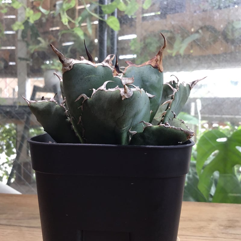 アガベ 牡丹葉白鯨【U-A】① | Home&Plants