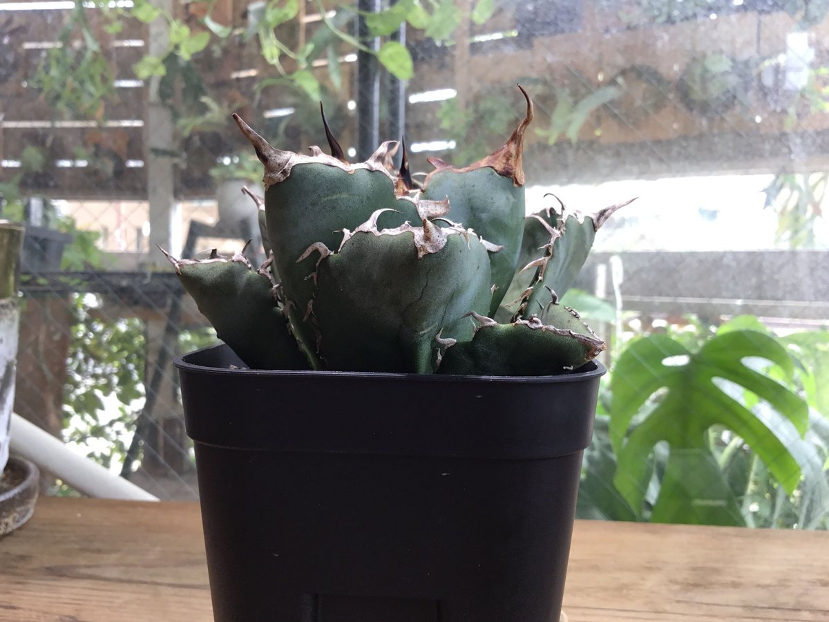 牡丹葉白鯨&ムチプリ黒鯨セット アガベ 牡丹葉白鯨【U-A】① | Home&Plants