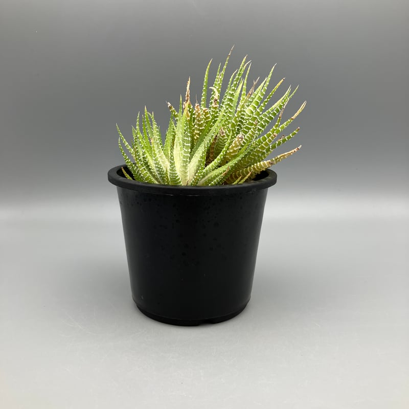 ハオルチア 白蝶 | Home&Plants