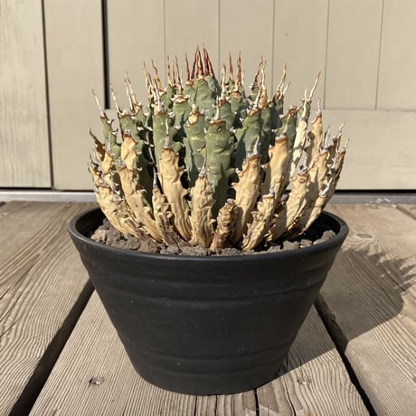 アガベエボリスピナ | STORES