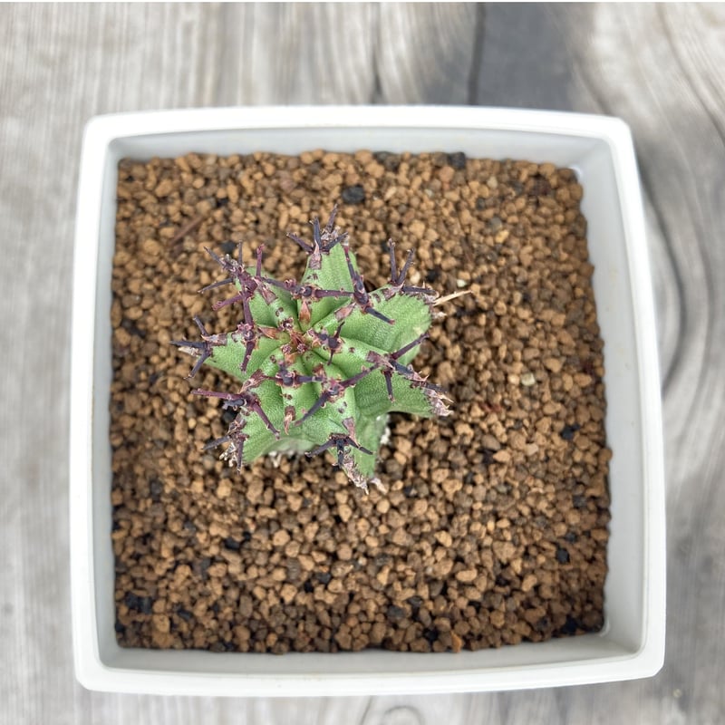 ユーフォルビア ポリゴナ | Home&Plants ユーフォルビア ポリゴナ | Home&Plants
