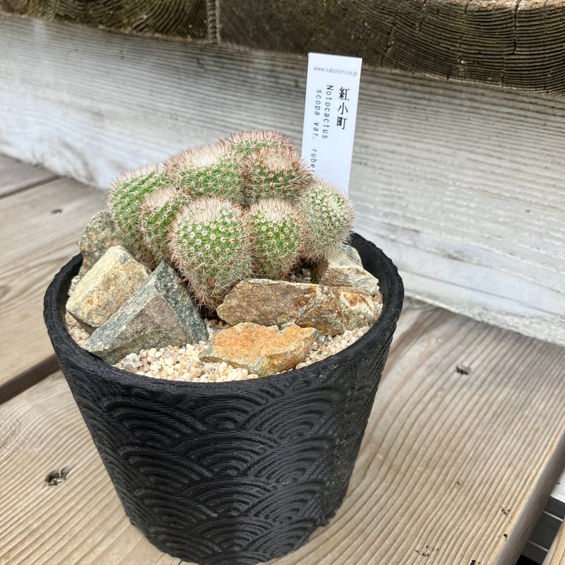 サボテン群生 3D鉢 Habitat Style | Home&Plants