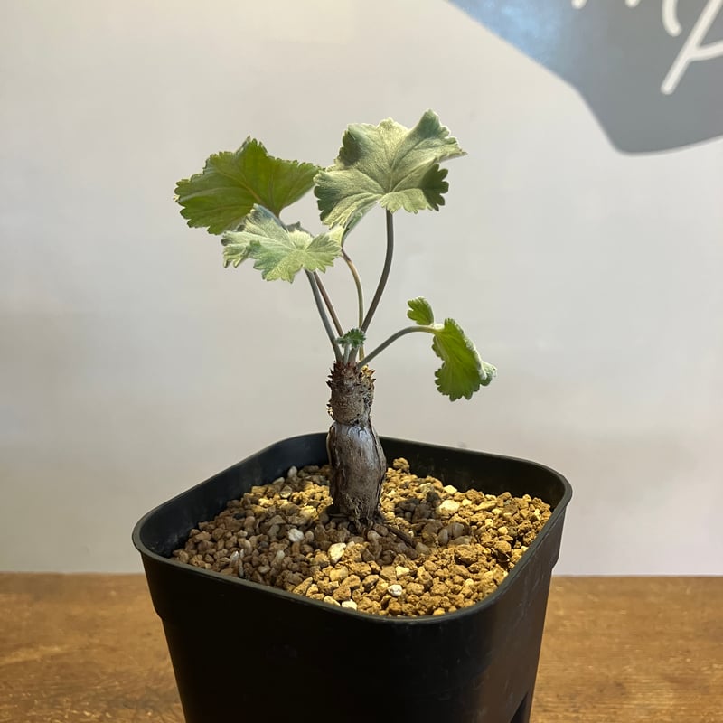 2349：ペラルゴニウム・ミラビレ 根挿し【MB】 | Home&Plants