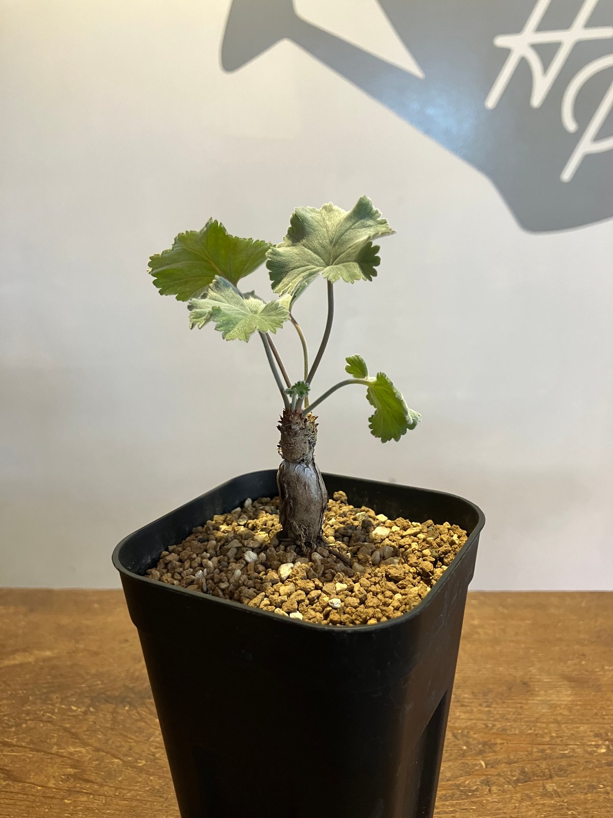 2349：ペラルゴニウム・ミラビレ 根挿し【MB】 | Home&Plants