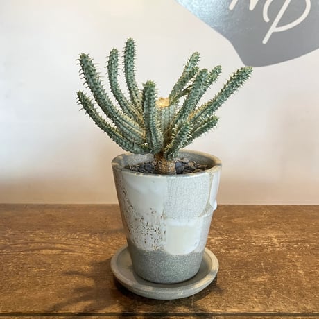 ユーフォルビア オベサ オス 保田 修作さん CATEGORY ユーフォルビア | Home&Plants