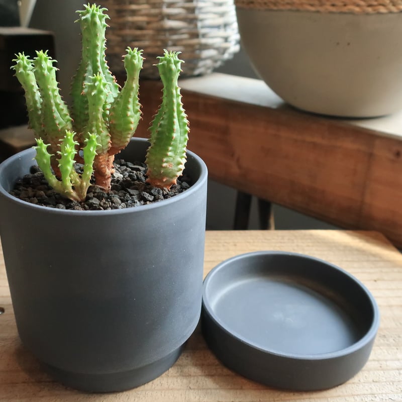 ユーフォルビア プセウドグロボーサ リア黒鉢 | Home&Plants