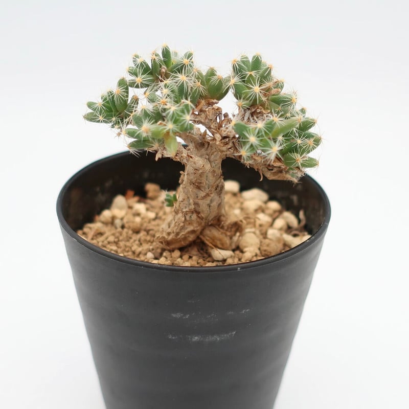 トリコディアデマ デンサム（紫晃星）HPN② | Home&Plants