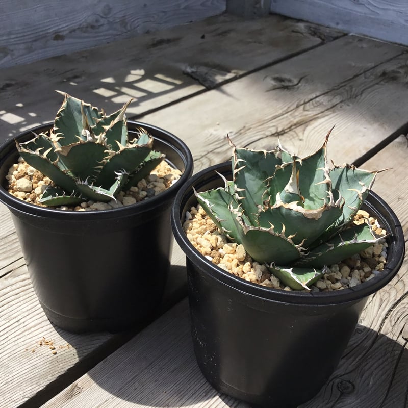 アガベ 覇王竜【U-A】 | Home&Plants