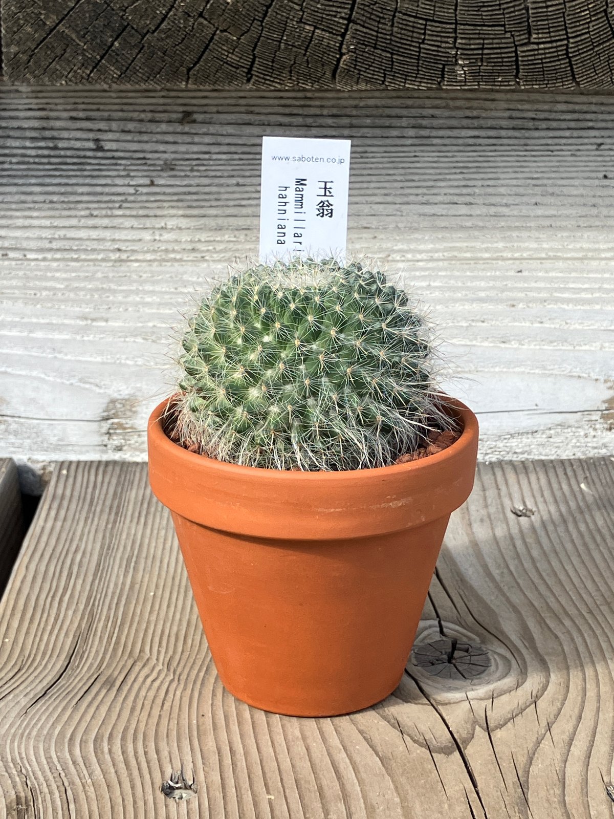 サボテン(素焼鉢) 3号 玉翁 | Home&Plants